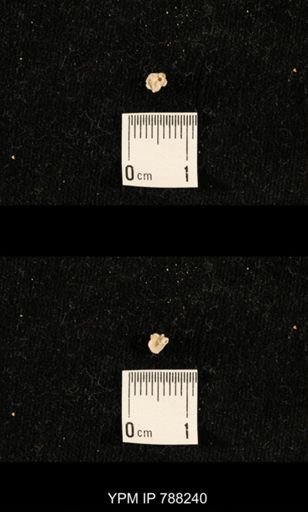 undet. Crinoidea