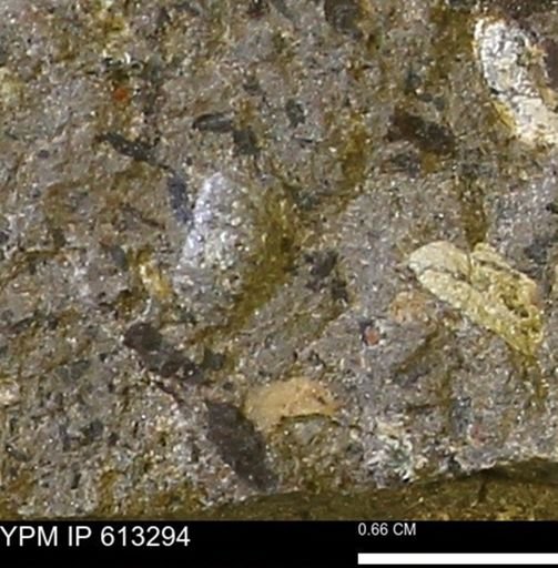Scaphites sp.