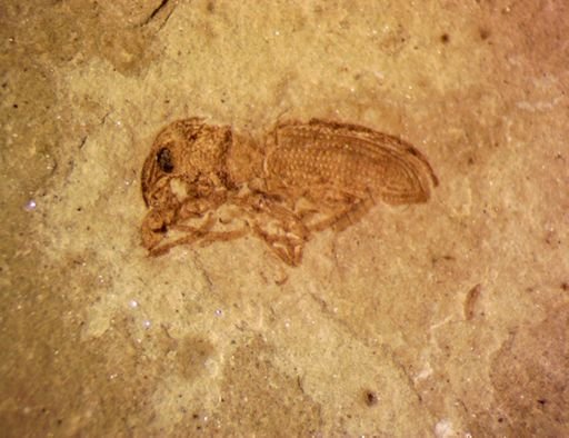 undet. Curculionidae