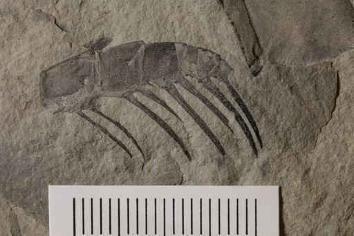 Eurypterus dekayi