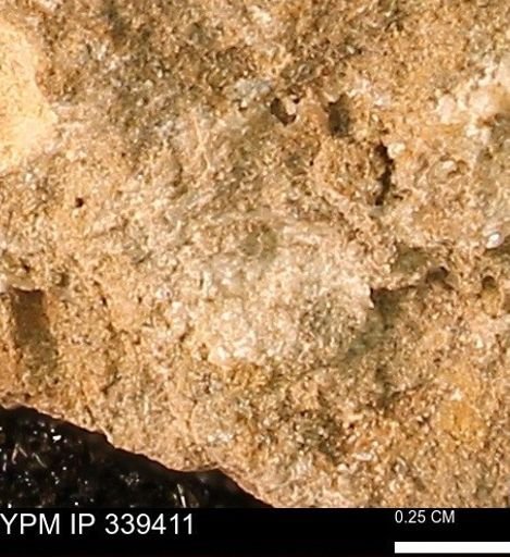 undet. Mollusca