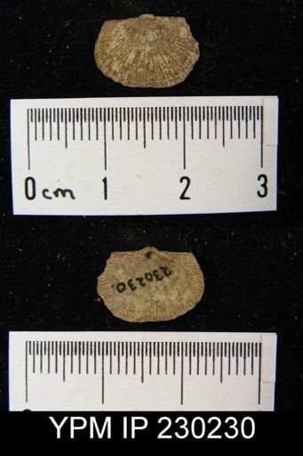 Schuchertella pratteni