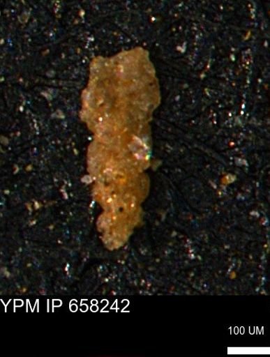 Verneuilinoides kansasensis