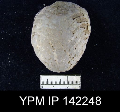 Oldhamina decipiens