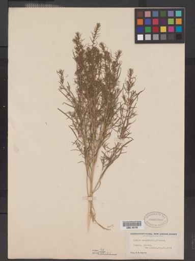 Kochia scoparia