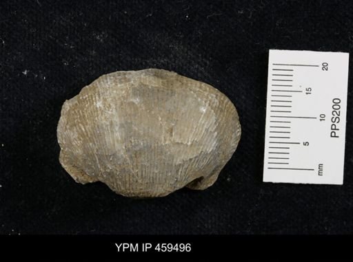 Linoproductus nr. prattenianus