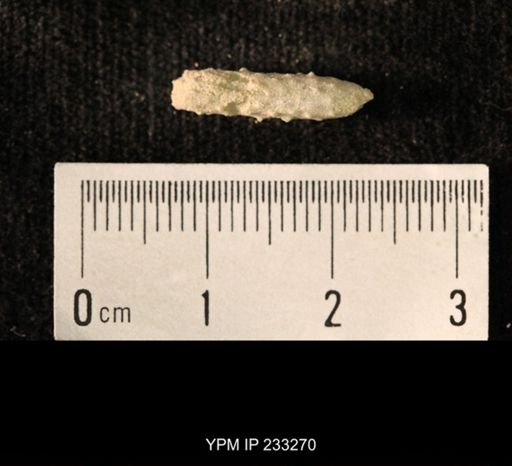 Archaeocidaris sp.