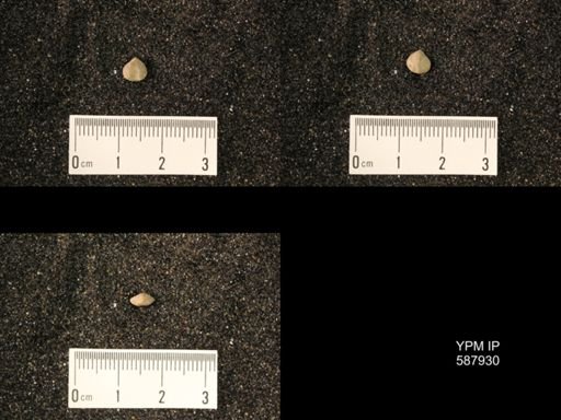 Zygospira modesta