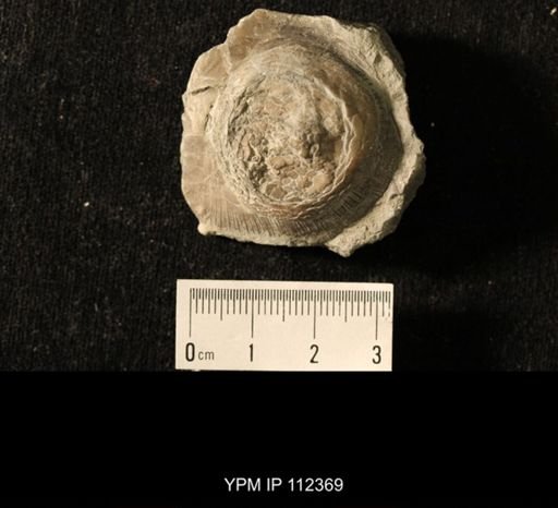 Isorophus cincinnatiensis