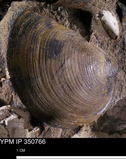 Limopsis striatopunctatus
