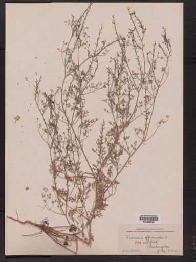 Fumaria officinalis