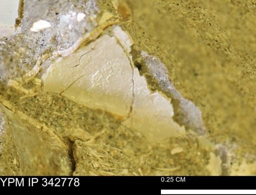 undet. Mollusca