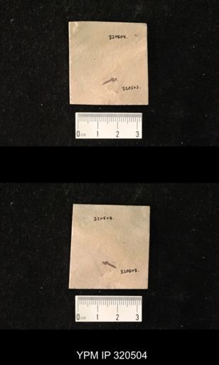 undet. Diptera