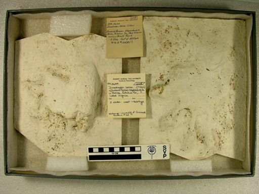 Dimetrodon berea