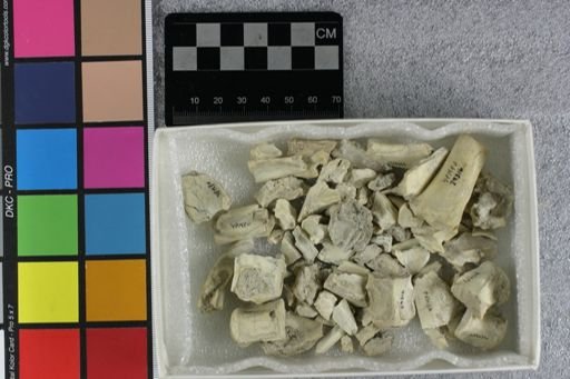 Mesohippus