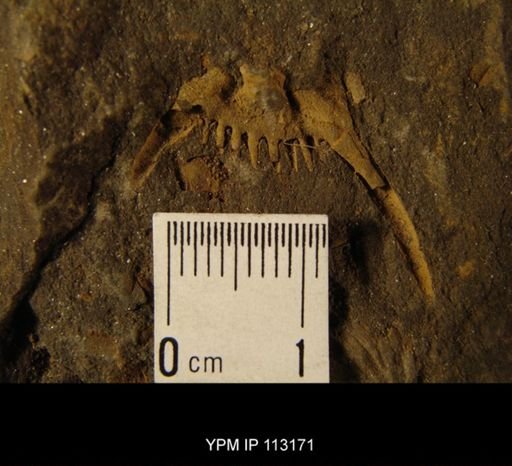 Acidaspis keyserlingi
