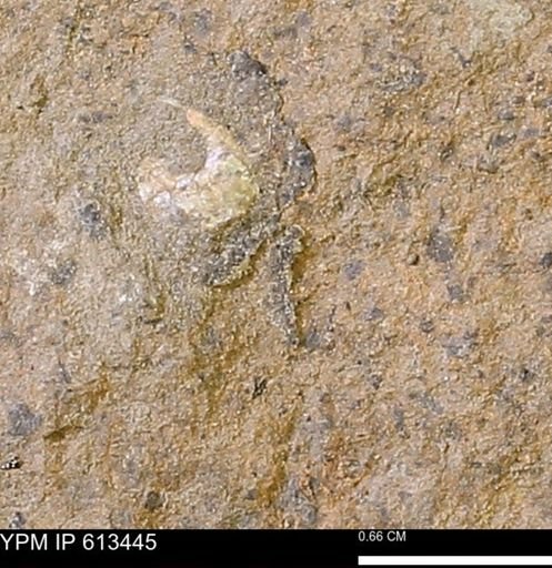 Scaphites sp.