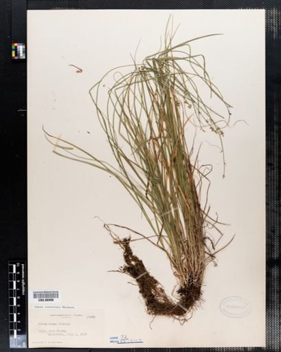 Carex convoluta