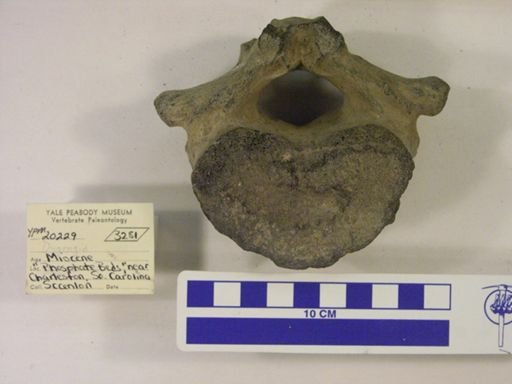Dugongidae
