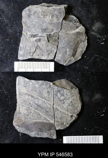 undet. Eurypterida