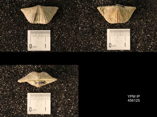 Platystrophia sp.
