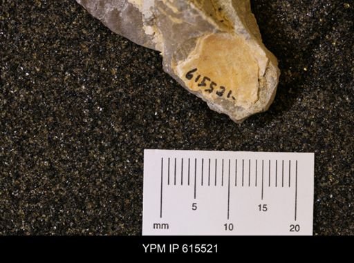 Inoceramus sp.