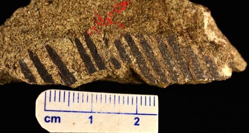 Paramatonia linearis