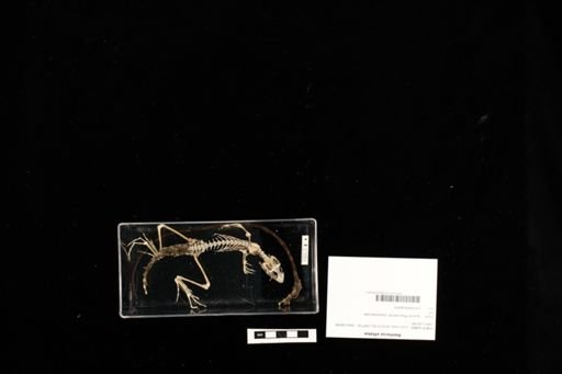 Basiliscus vittatus
