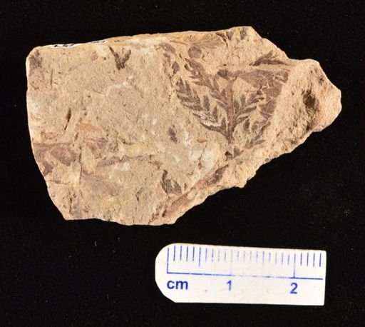 Cladophlebis sp.