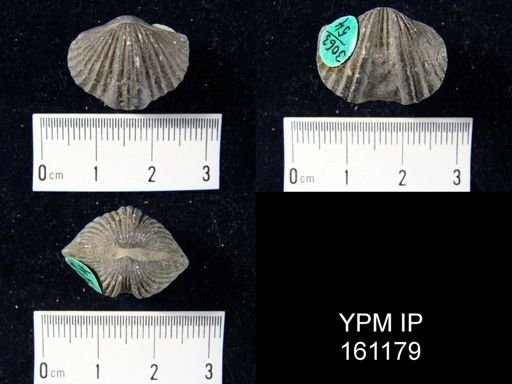 Platystrophia biforata