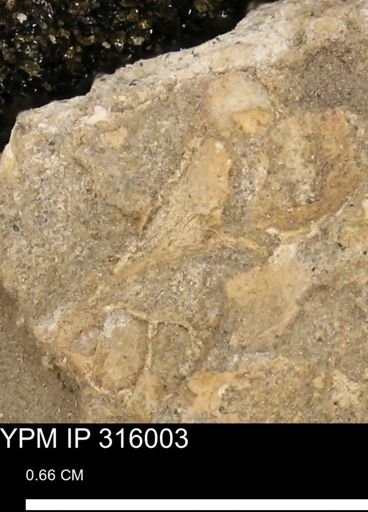 undet. Mollusca