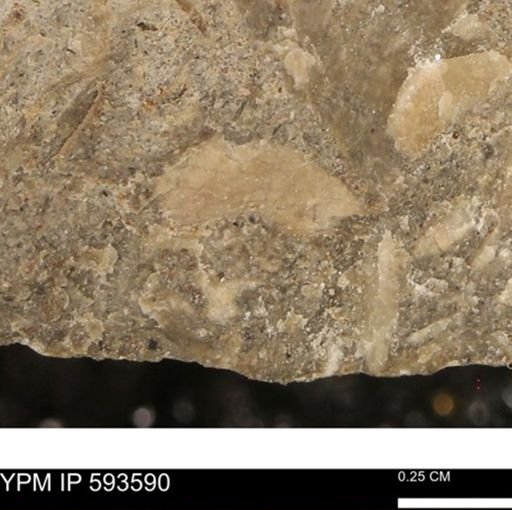 undet. Mollusca