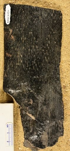 Lepidodendron sp.