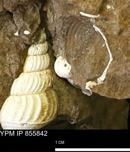 undet. Mollusca
