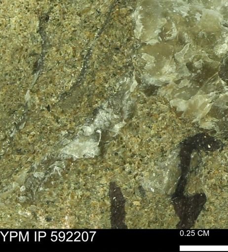 Ostrea translucida?
