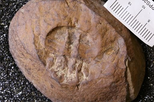 Euproops danae
