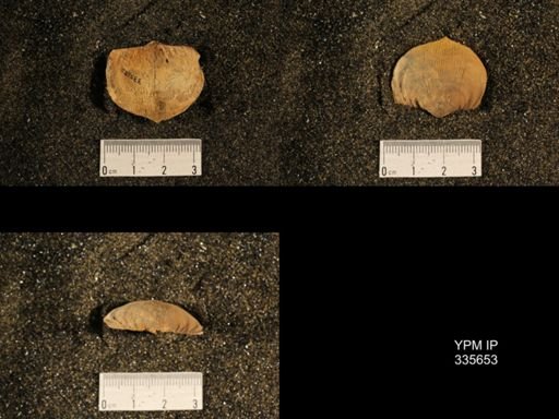 Linoproductus sp.
