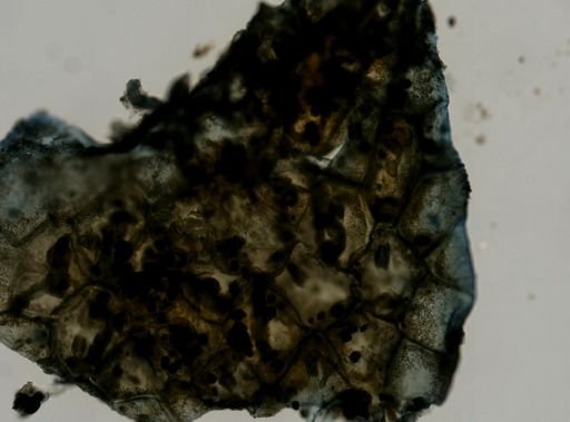 Clathria pennata