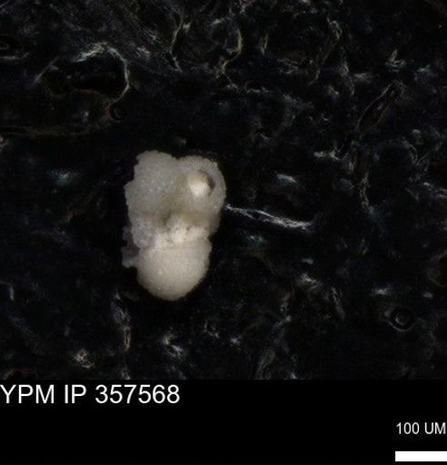 undet. Foraminiferida