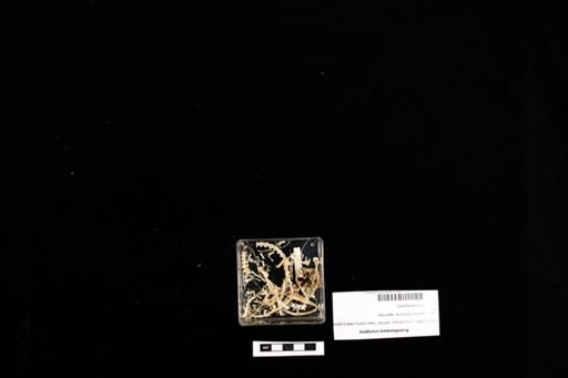 Acanthosaura crucigera