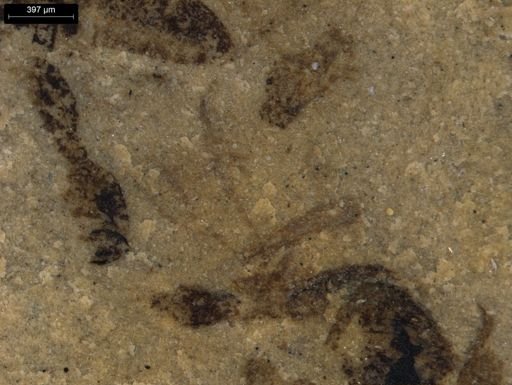 taxon undetermined