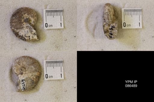 undet. Scaphitidae