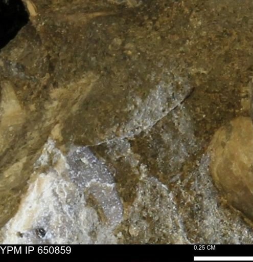 undet. Bivalvia