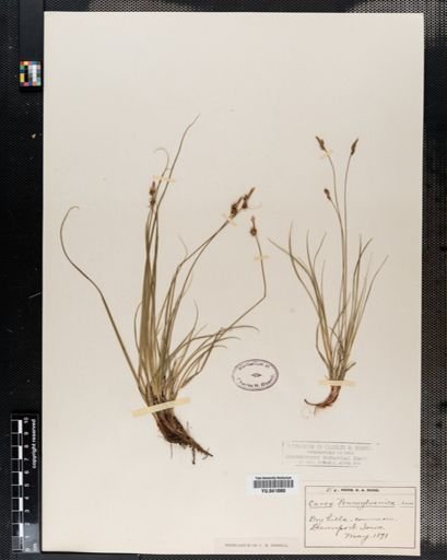 Carex pensylvanica