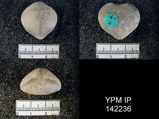 Spirigerella derbyi