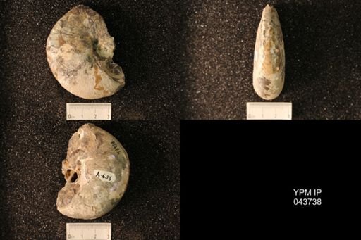 Hoploscaphites nicolletii
