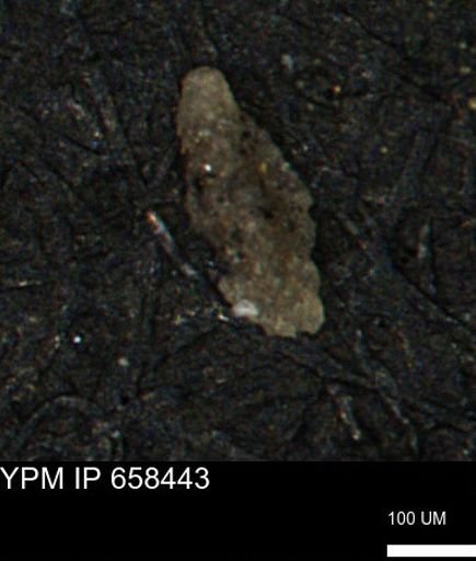 Miliammina manitobensis