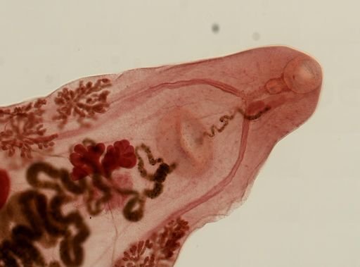 Prosthogonimus macrorchis
