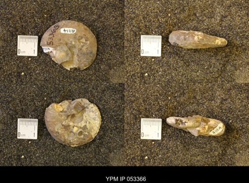 Discoscaphites conradi