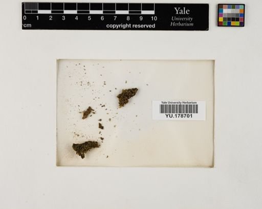 Plantae
